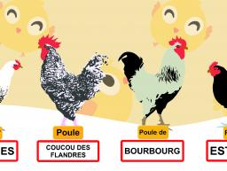 Adoptez un duo de poules de race locale !