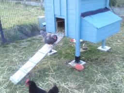 Des poules dans leur nouveau foyer - Crédit : Jean-Philippe Recolet