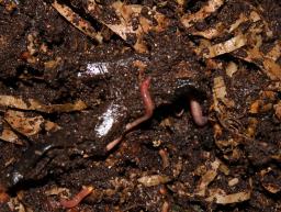 Photo d'un ver dans un vermicompostage | SIAVED