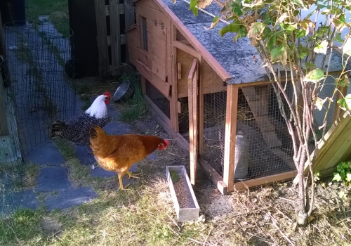 Poules dans leur foyer
