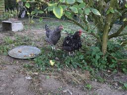Prendre soin de vos poules