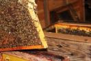 Photo d'abeille dans leur essaim | SIAVED