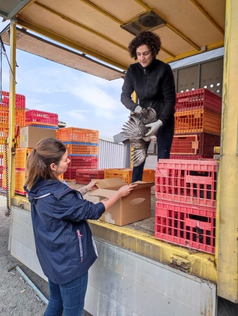 Remise poule samedi 7 mai